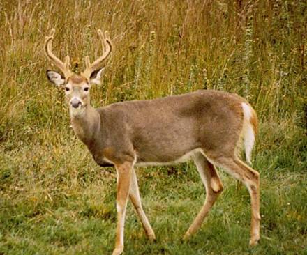White-tailed Deer are herbivores and only eat plant material