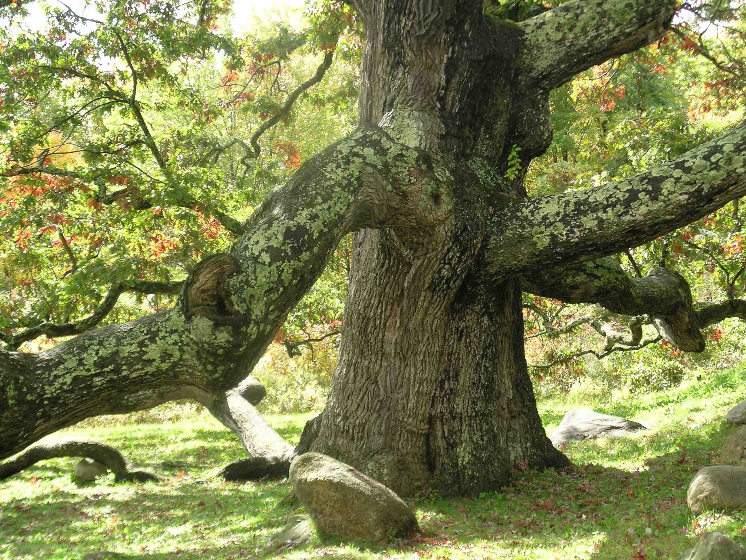 Granby Oak