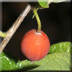 dry berry