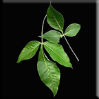 trifoliate leaf