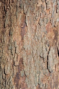 eastern redbud tree bark