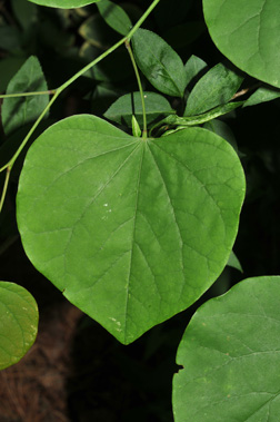 eastern redbud leaves