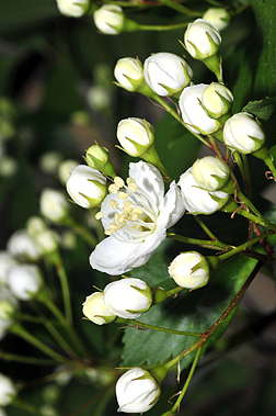 Hawthorn