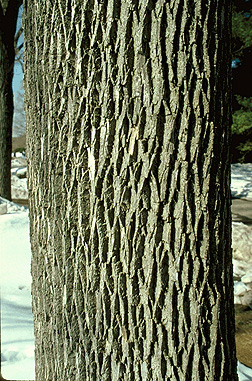 fraxinus pennsylvanica tree