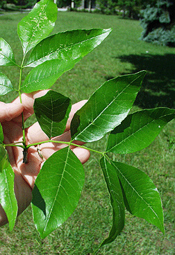 fraxinus pennsylvanica tree