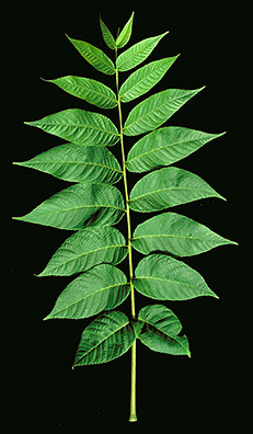 black walnut tree leaves