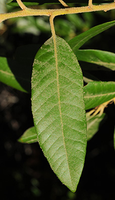 Virginia Tech Dendrology Fact Sheet