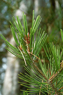 Lacebark Pine - Horticulture