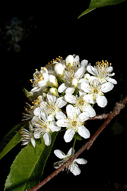 Flower Pens on Flower  Species Is Monoecious  White  1 2 Inch Across  Occurring In A