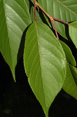 prunus serrulata kwanzan leaf