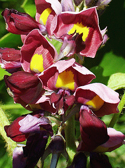 pueraria montana