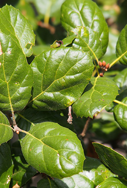 Virginia Tech Dendrology Fact Sheet