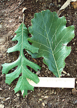 burr oak tree