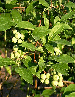 http://dendro.cnre.vt.edu/dendrology/images/Vaccinium%20elliottii/fruit1.jpg