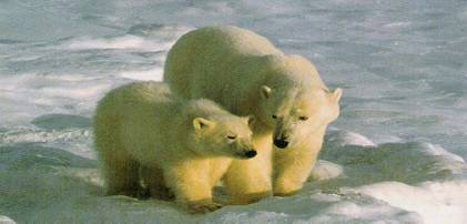 Polar Bears