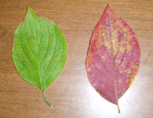 Dogwood+tree+leaf