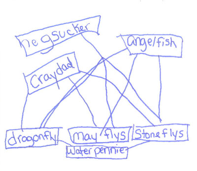 Student Drawing of a Food Web