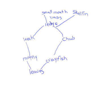 Student Drawing of a Food Web