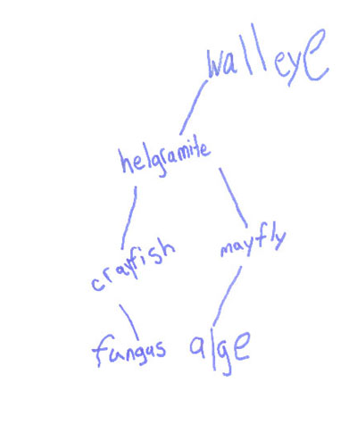 Student Drawing of a Food Web