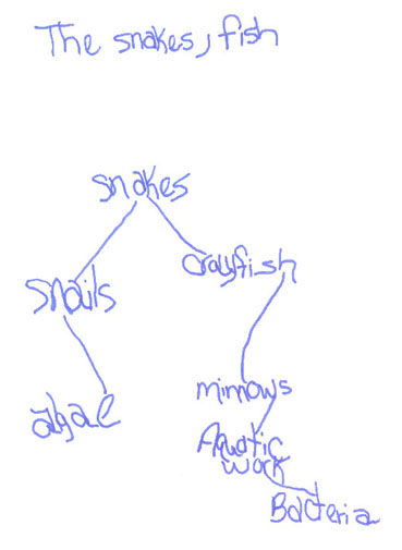 Student Drawing of a Food Web
