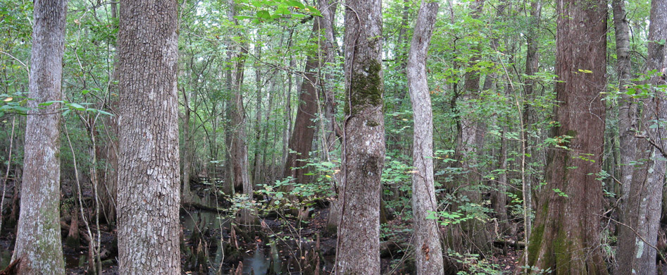 Forest of Four Holes Swamp, SC