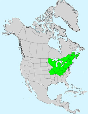 Virginia Tech Dendrology Fact Sheet