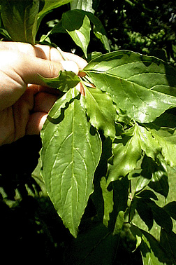 Virginia Tech Dendrology Fact Sheet