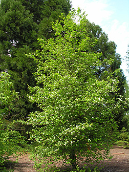 Virginia Tech Dendrology Fact Sheet