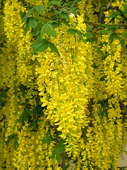 Laburnum (golden chain) trees and purple alliums in bloom at VanDusen  Botanical Garden, Vancouver - Bing Gallery