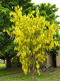 Laburnum (golden chain) trees and purple alliums in bloom at VanDusen  Botanical Garden, Vancouver - Bing Gallery