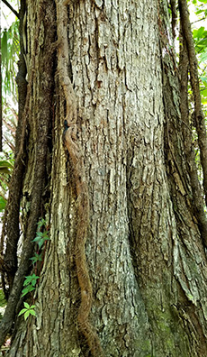 Virginia Tech Dendrology Fact Sheet