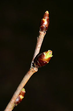 Virginia Tech Dendrology Fact Sheet