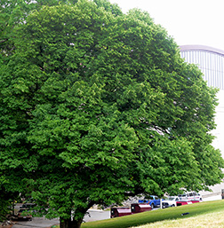 Virginia Tech Dendrology Fact Sheet