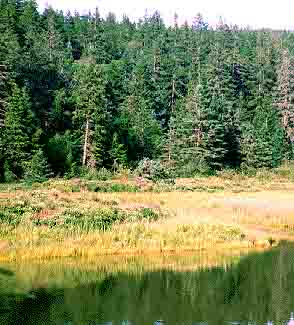 Northern Coniferous Forest Biome