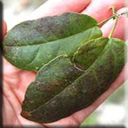 bifoliate leaf