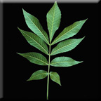 pinnate leaf