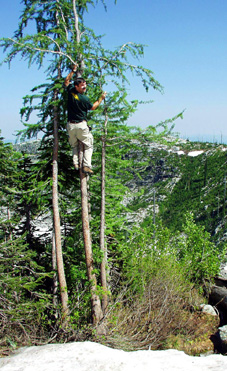 Dr Dendro in a larch