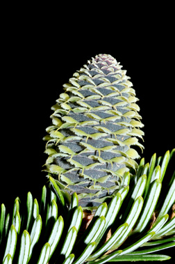 Fraser Fir (Abies fraseri)