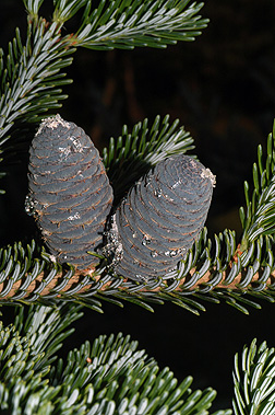 Tree Identification: Frasier Fir - Steigerwaldt Land Services