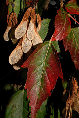 amur maple tree facts