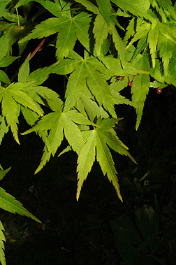 Virginia Tech Dendrology Fact Sheet