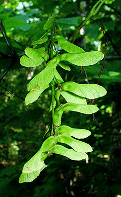 Virginia Tech Dendrology Fact Sheet