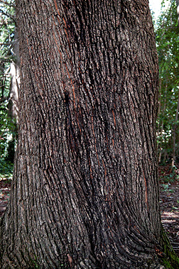 Virginia Tech Dendrology Fact Sheet