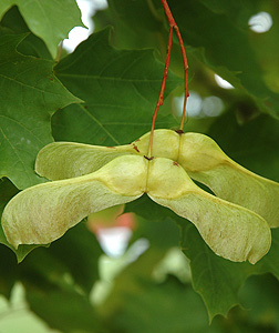 Virginia Tech Dendrology Fact Sheet