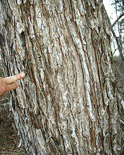 red maple bark