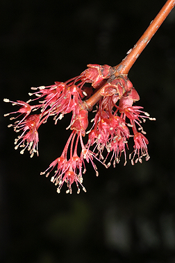 red maple fruit