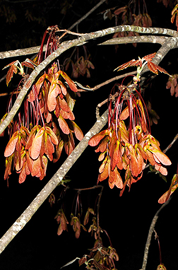 red maple fruit