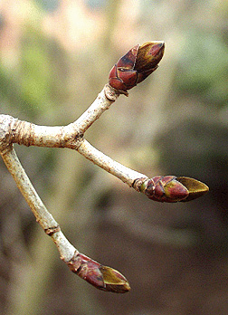 100 Graines Erable tronqué 'Acer truncatum Bunge' tree seeds 