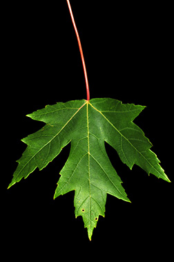 The Truth About Red Maple Leaf Toxicity  Cummings School of Veterinary  Medicine