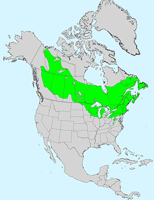 Virginia Tech Dendrology Fact Sheet